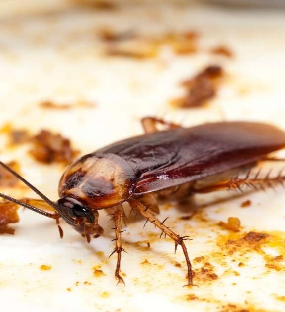 expert cockroach camperdown
