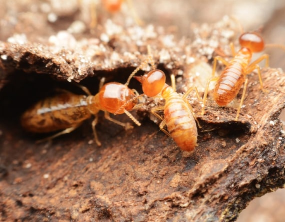 termite control camperdown